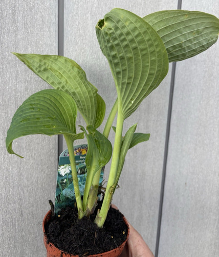 Hosta bressingham blue - 'bressingham, 9cm