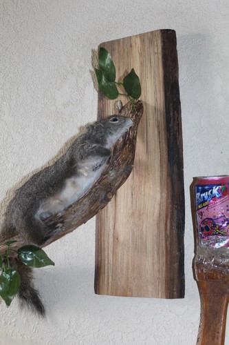 Taxidermy squirrel chipmunk - taxidermy,