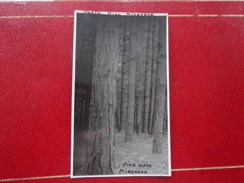 Pine wood north - wood,, hill