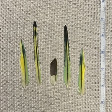 Five Real Budgie Parrot