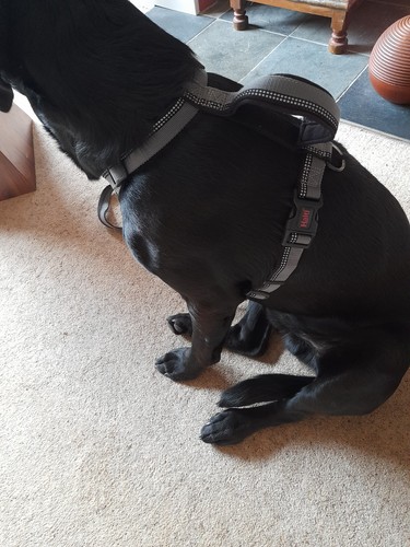 Halti walking harness lead - harness, &