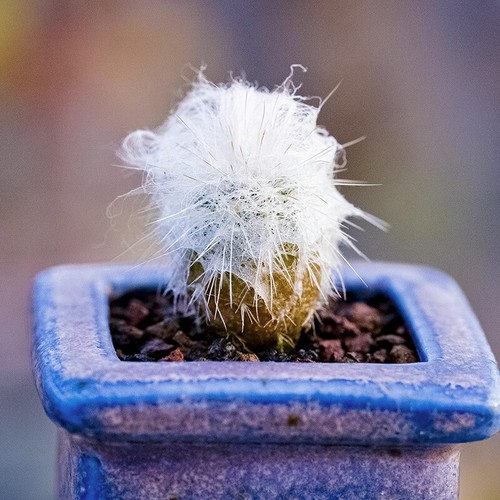 2cm succulent cactus plant - 2cm,