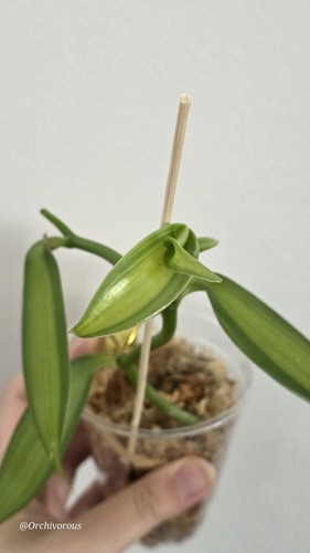 Vanilla planifolia variegata - vanilla,