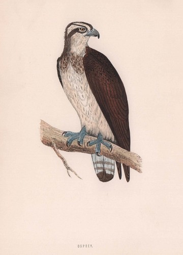 Osprey morris british - morris's,
