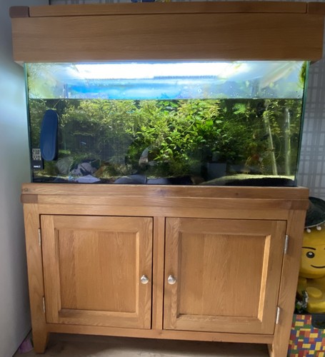 Aqua oak solid fish - oak,