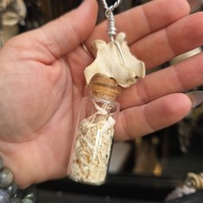 Fox Vertebrae And Mice Bones