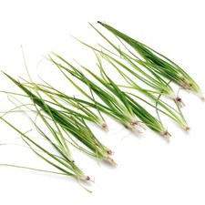 Vallisneria nana Live Aquarium Plants Tropical Aquascaping Fish Tank K2AQUA