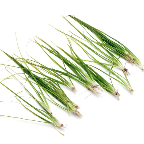 Vallisneria nana live - vallisneria,