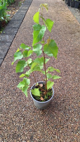 Silver birch sapling - silver, .