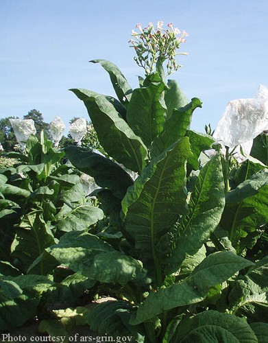 1000 virginia gold tobacco - 1000,