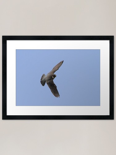 The mighty peregrine - , falcon