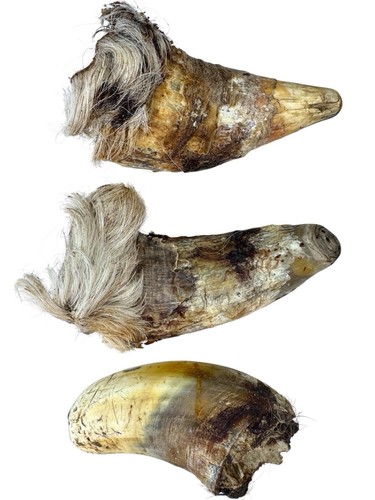 Medium bull horns with - 3,