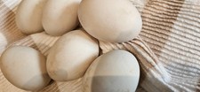 Duck eggs eating (not fertile)