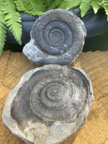 Dactylioceras tenuicostatum - dactylioceras,