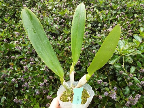 Cattleya rhyncattleanthe - cattleya/,