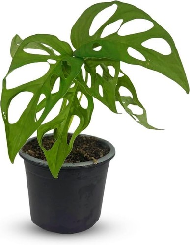 Monstera tigre leal - monstera, plants