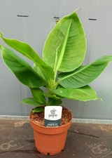 Dwarf Musa Banana Plant 12cm