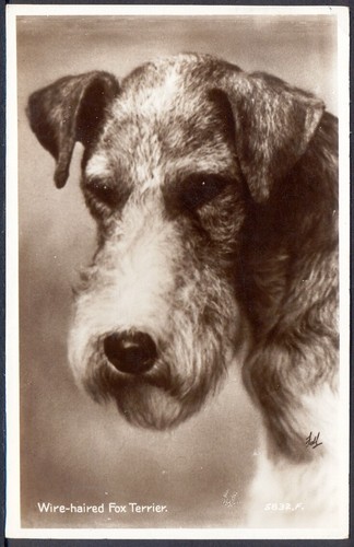 Wire haired fox - fox, 1934