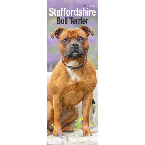 Staffordshire bull terrier - staffordshire,