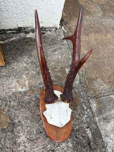 Vintage roe deer antlers - vintage,