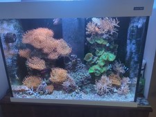 Marine Aquarium Fish Corals And Live Rock