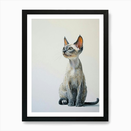 Oriental shorthair cat - oriental,