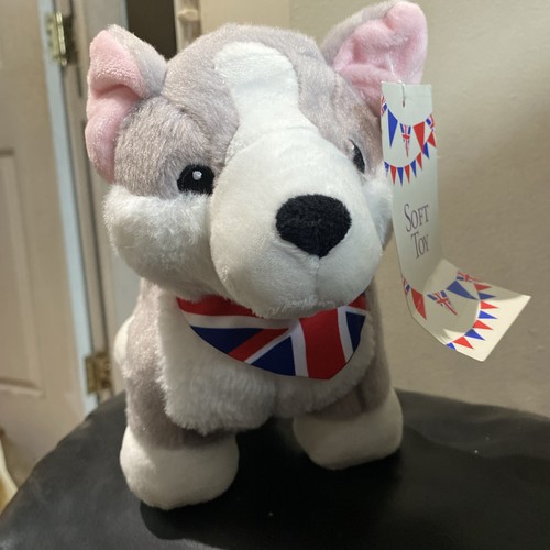 Aldi corgi dog - dog, in