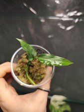 Monstera Obliqua Peru '2'