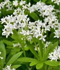 Galium Odoratum (Sweet Woodruff) 9cm pot shade loving woodland ground cover