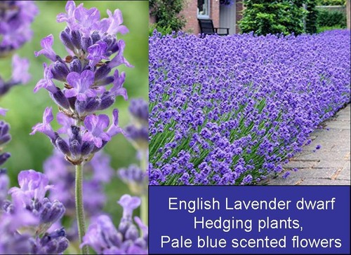 Lavandula munstead fragrant - 6x,