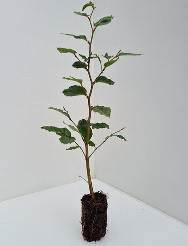Green beech trees - trees,