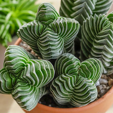 Crassula ‘Buddha’s