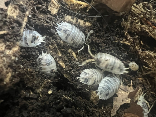 Dairy cow isopods - dairy,