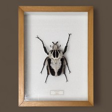 Goliath Beetle Shadow Box