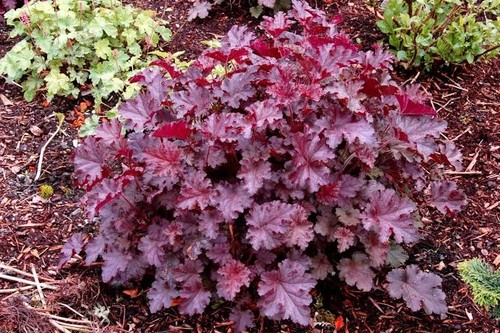 Heuchera stomy seas - 'stomy, seas'.