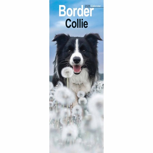 Border collie slim calendar - collie,