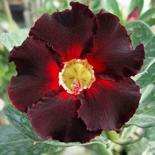Crimson desert rose bonsai - crimson,