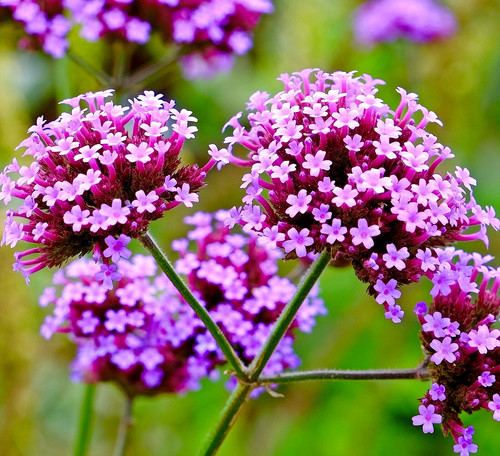 Plug plants verbena - plants,