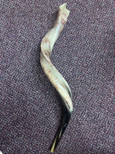 Large polished shofar yemenite - polished,