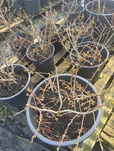 Forsythia shrubs - forsythia,
