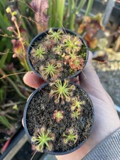 Pygmy Drosera, Mixed Pots x4  Posted Potted