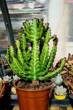 Euphorbia Lactea | LARGE succulent plant in a 17cm pot