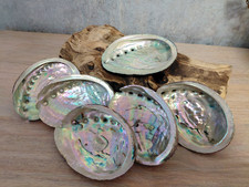Abalone shell natural large - natural,