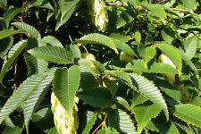 OSTRYA CARPINIFOLIA, Hop Hornbeam, flowering, showy fruits, 20-25cm tall