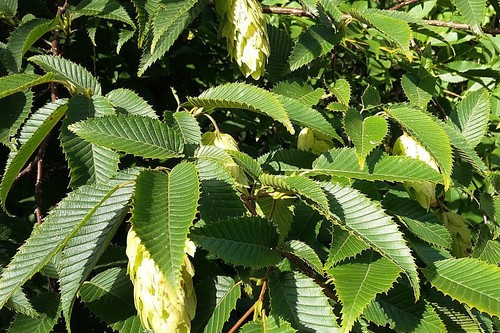 Ostrya carpinifolia hop - ostrya, carpinifolia,