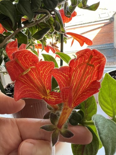 Columnea gloriosa 14 - ,