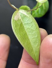 Hoya Sp Denisii Frida Rooted