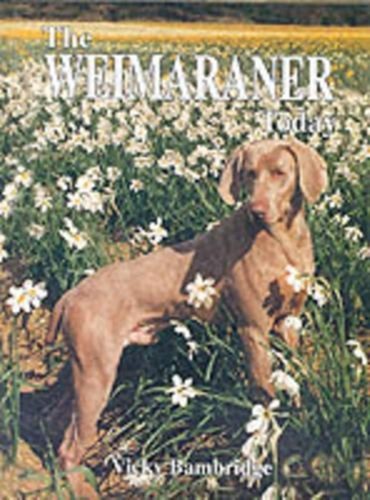 The weimaraner today - weimaraner,