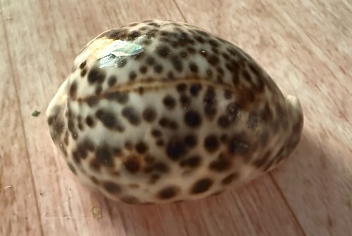 Big tiger cowrie shell 8cm - big,