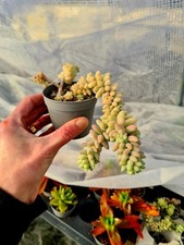 Sedum Morganianum 'Burrito' |
